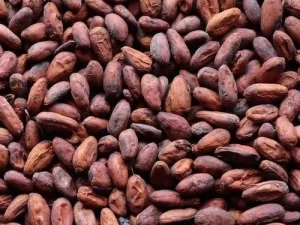 COCOA BEANS